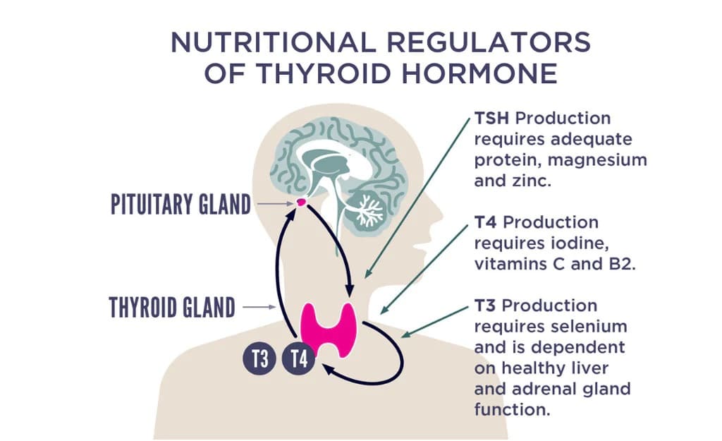 nutritional regulators of thyroid hormone