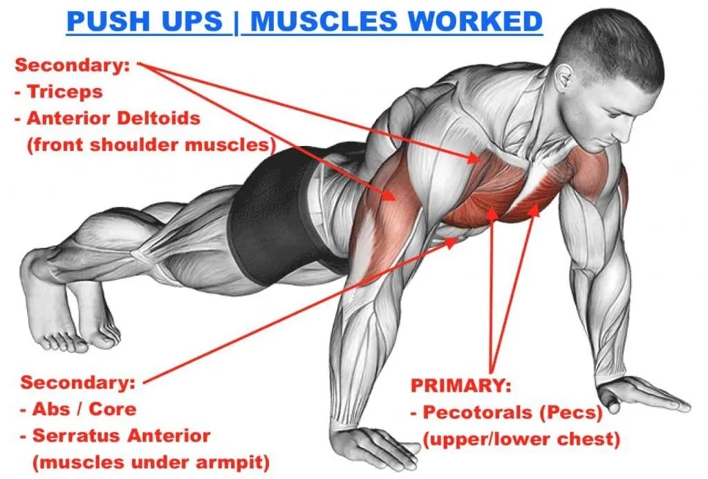 push ups muscles worked