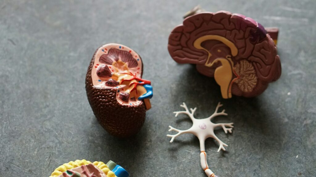 How the Kidneys Work