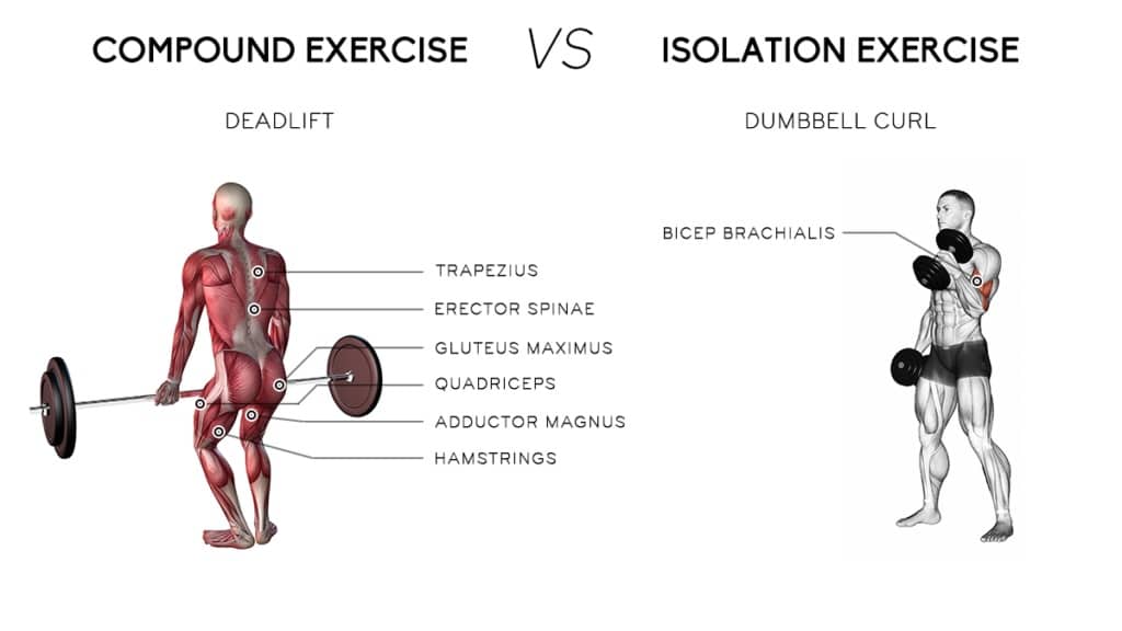 compound vs isolation exercises